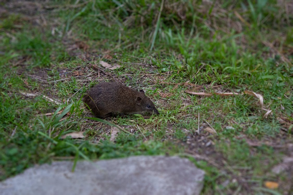 Bandicoots