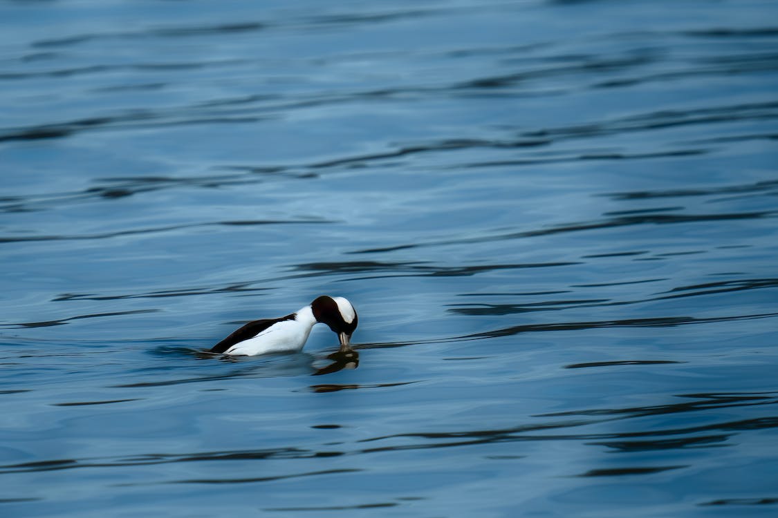 Bufflehead Fun Facts