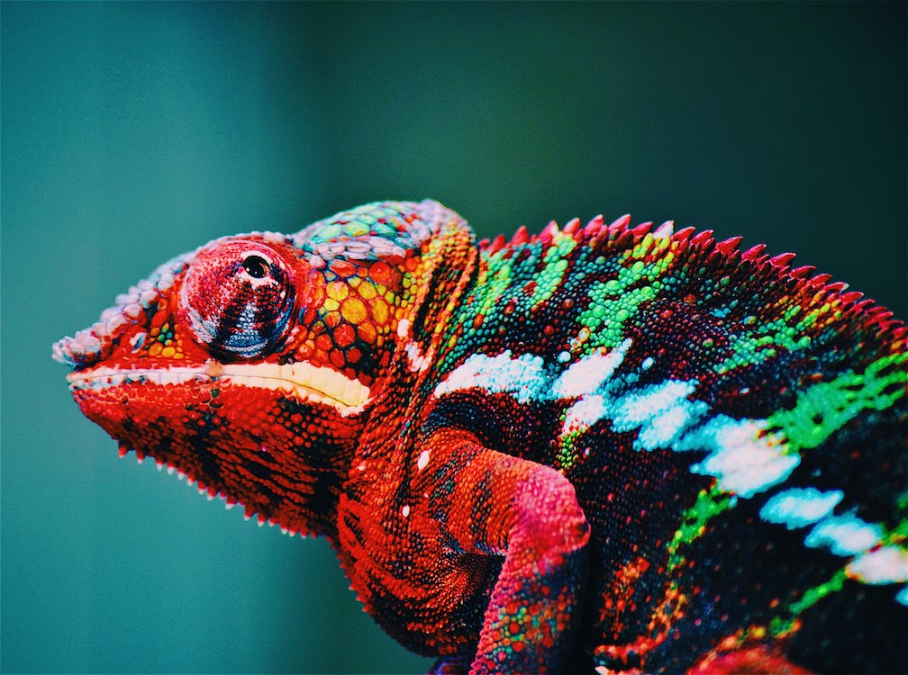 Chameleon Fun Facts