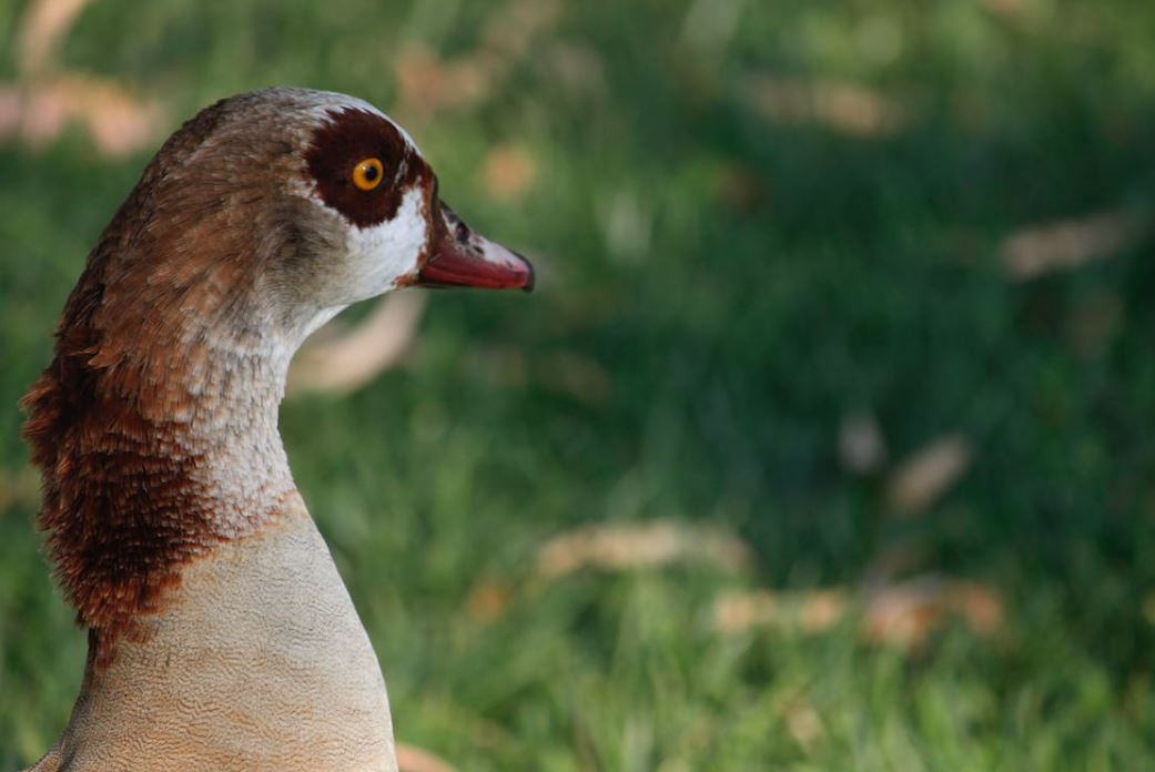 Egyptian Goose Fun Facts