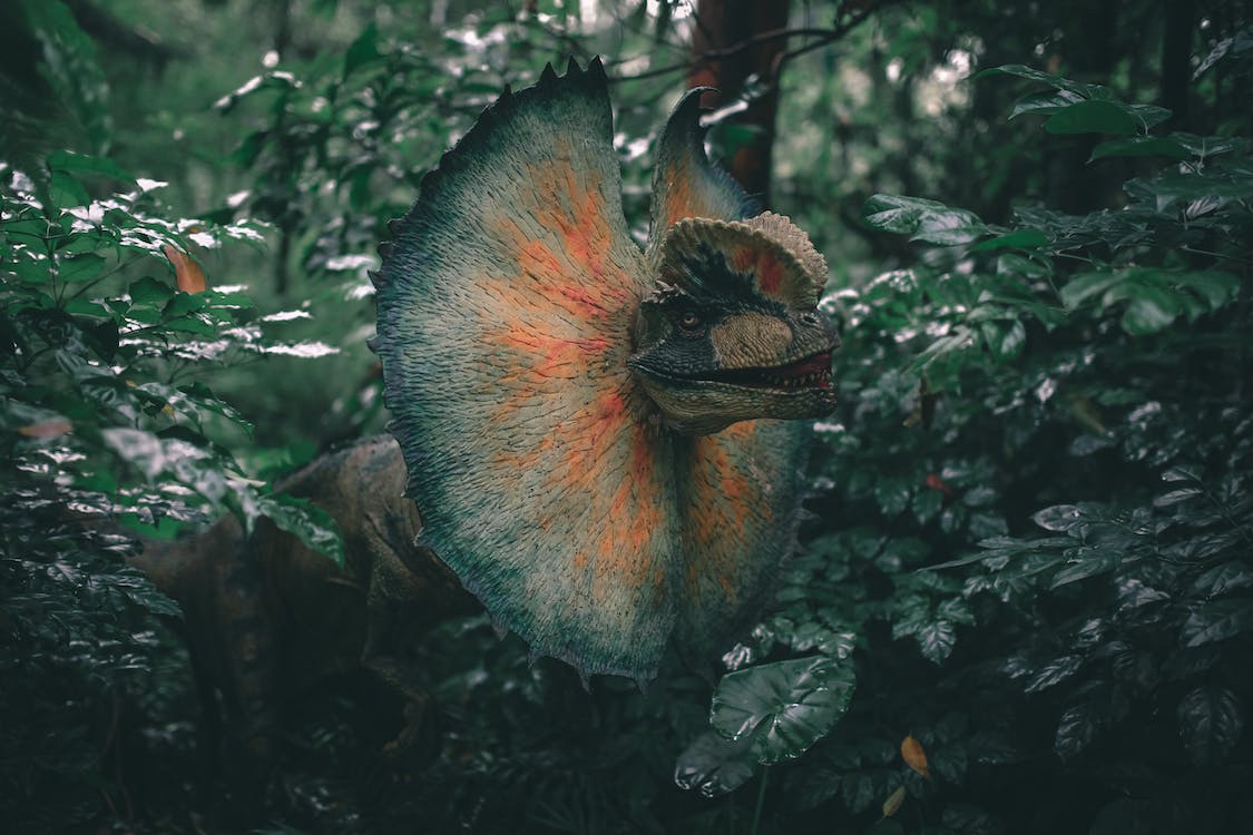 Frilled Lizards