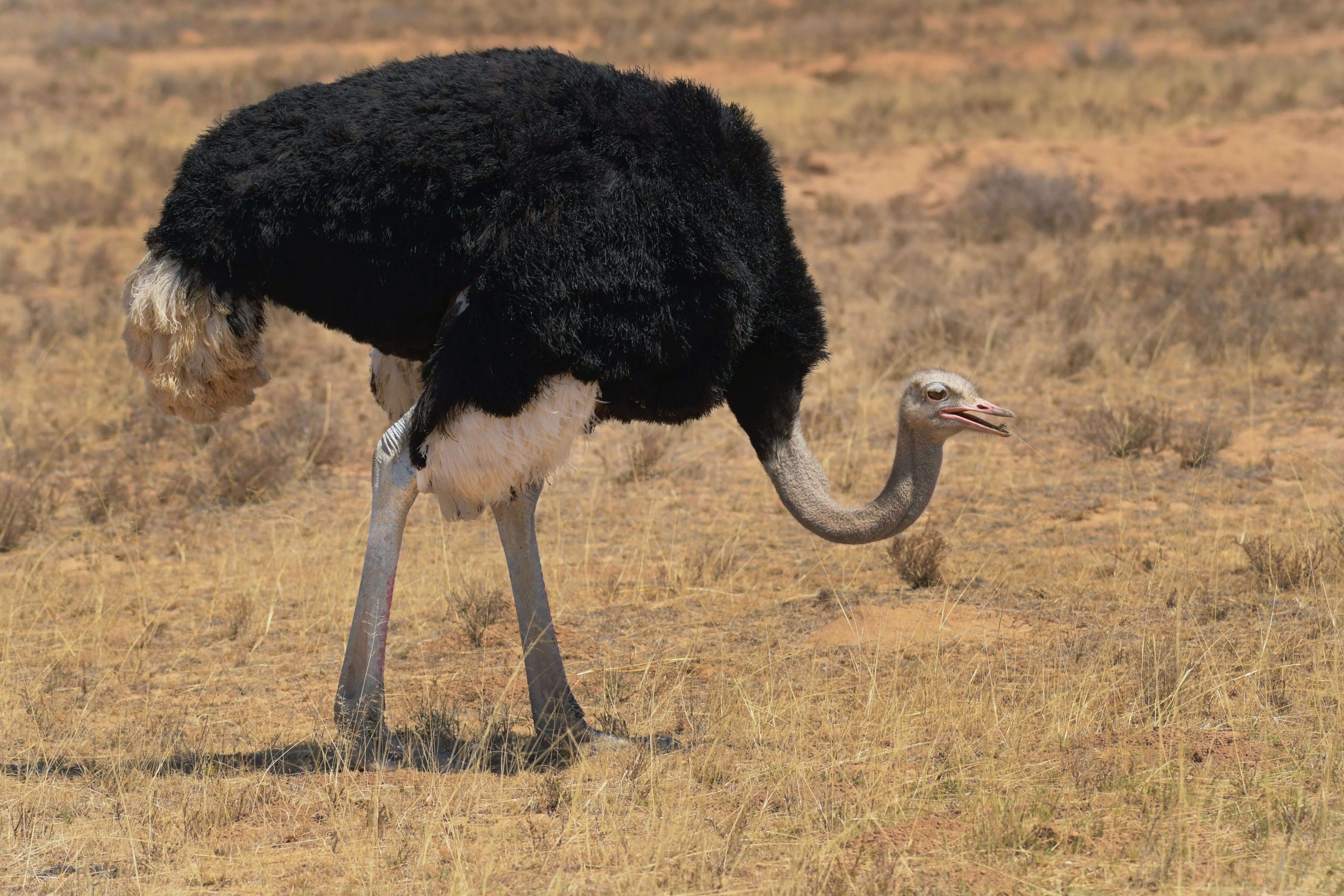 Ostrich Fun Facts