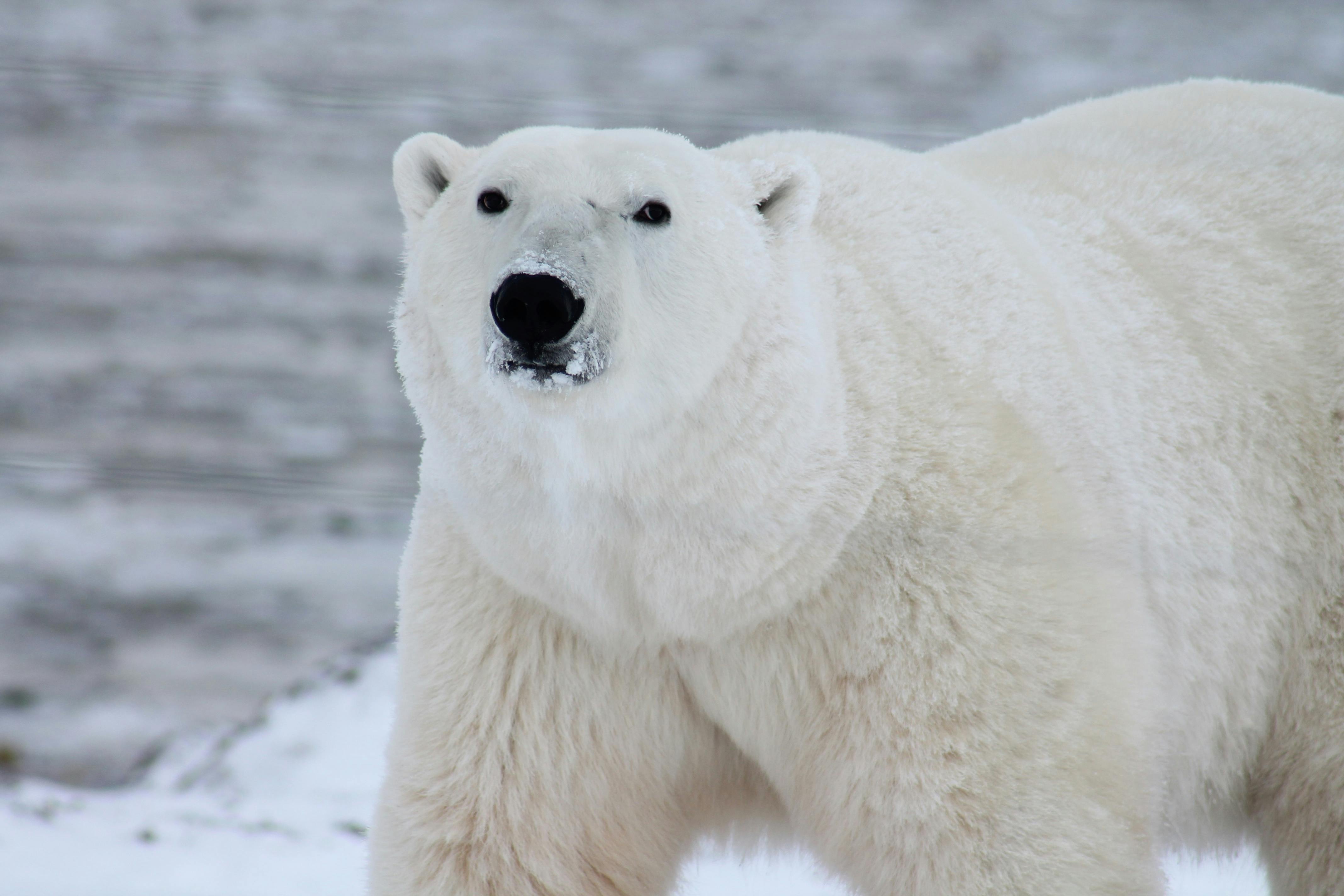 Polar Bear Fun Facts