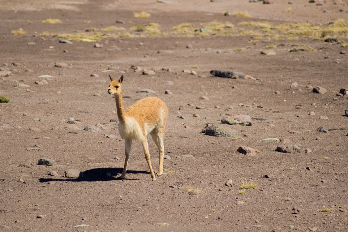 Vicuna Fun Facts